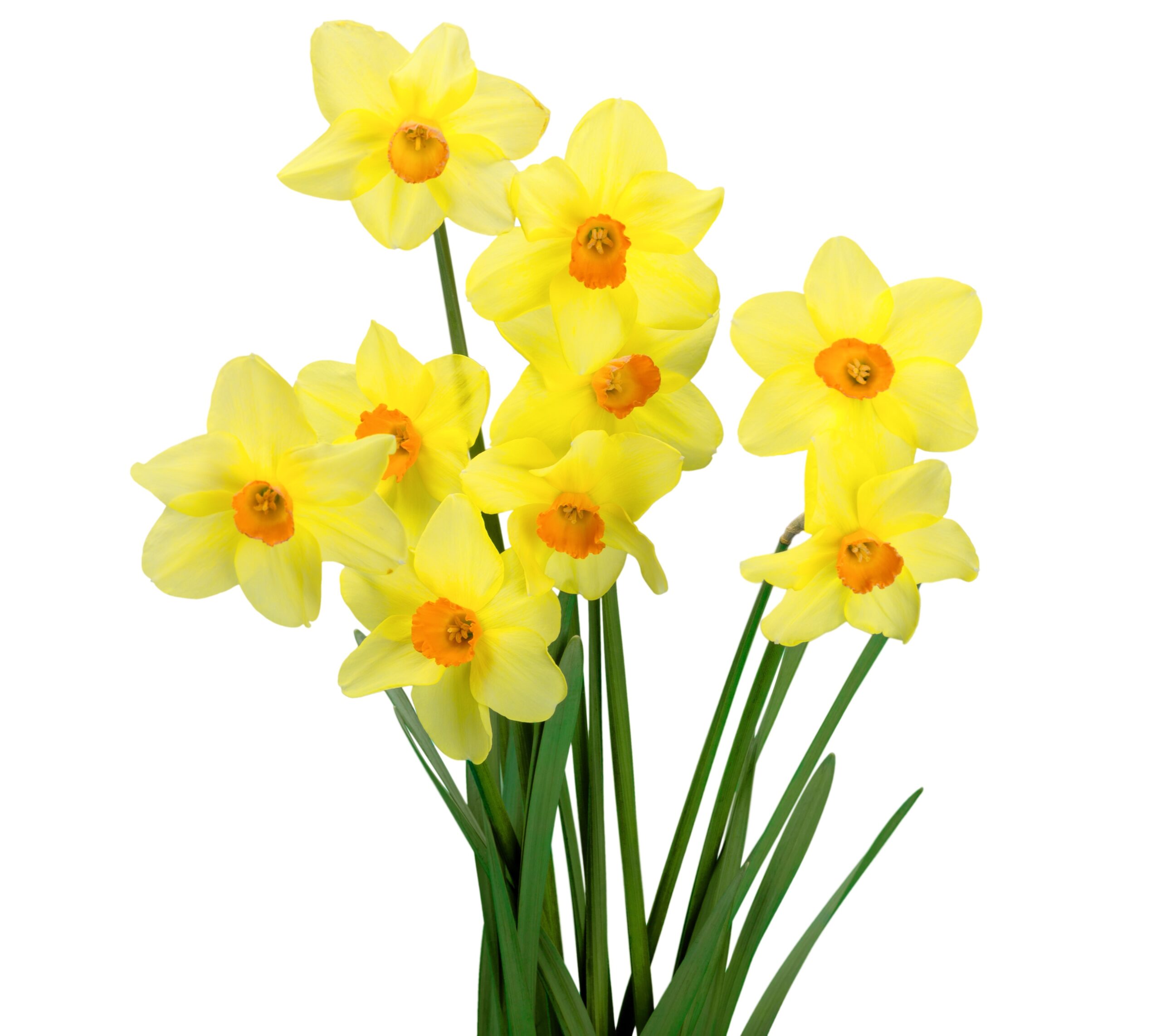 Daffodil, Flower, Spring.